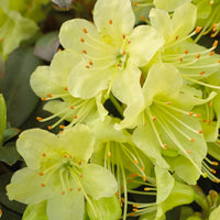 Rhododendron Princess Anne - Rhododendron Princess Anne - Bakker
