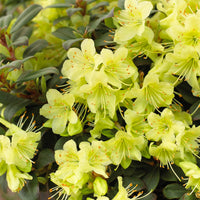 Rhododendron Princess Anne - Rhododendron Princess Anne - Rhododendron