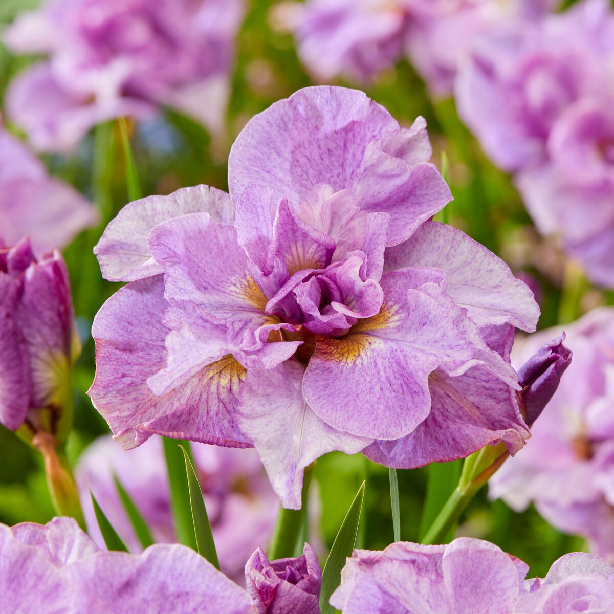 2 Iris de Sibérie Pink Parfait - Iris sibirica Pink Parfait - Bakker