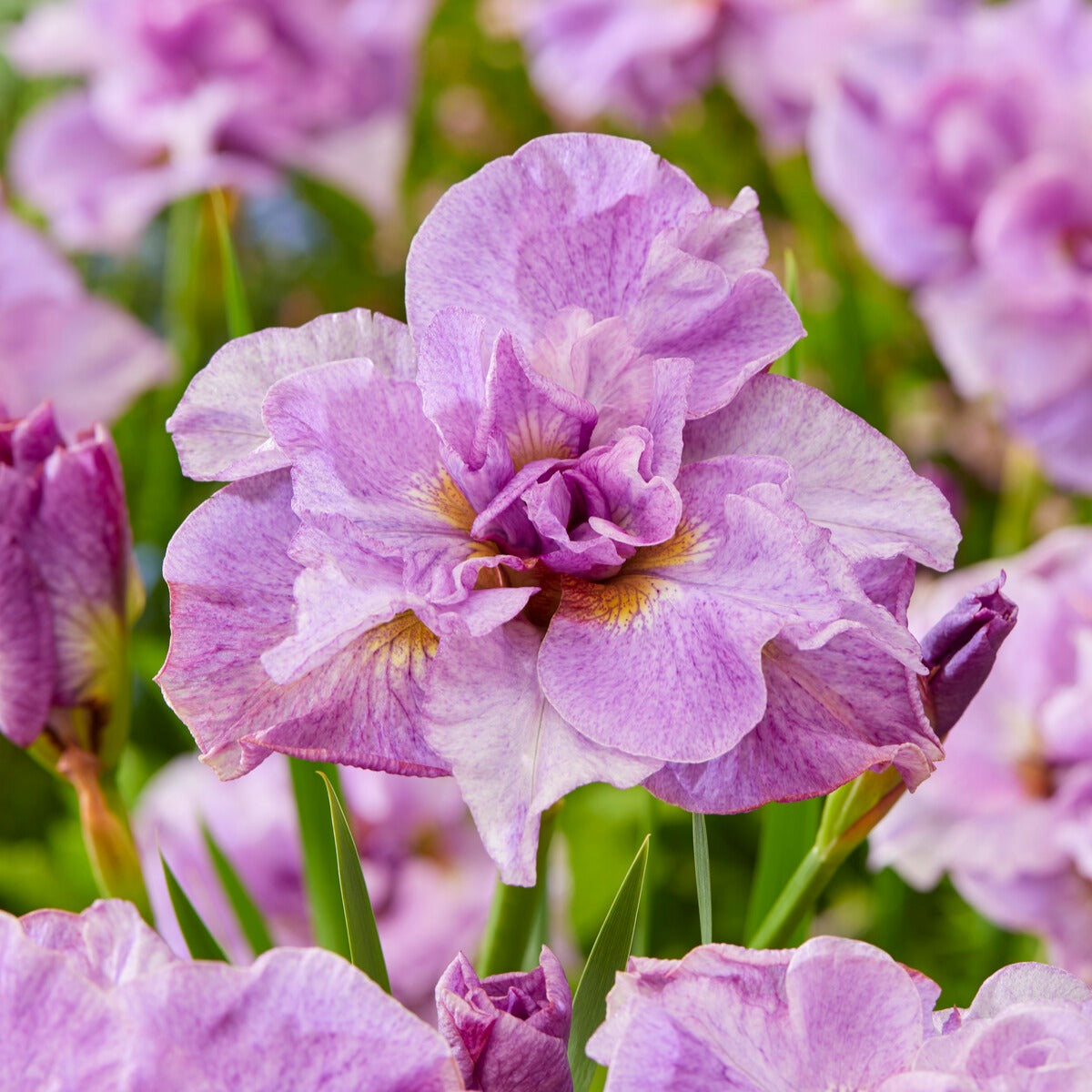 Iris sibirica Double Standard,  Concord Crush,  Pink Parfait - Collection d'Iris de Sibérie - Vivaces fleuries