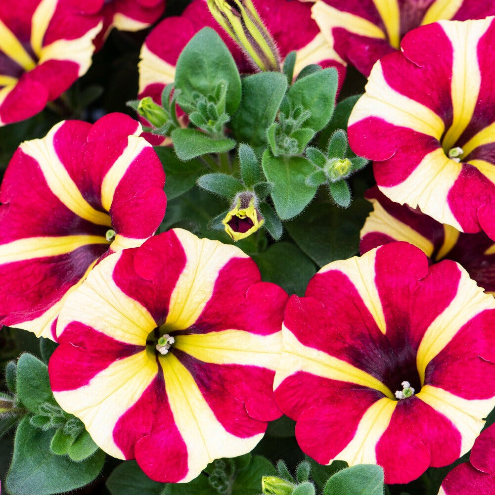 Petunia amore queen of hearts - 3 Pétunias Amore Reine des cœurs - Petunia et Calibrachoa