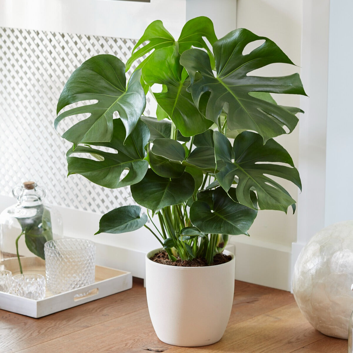 Vente Philodendron Monstera deliciosa - Monstera deliciosa