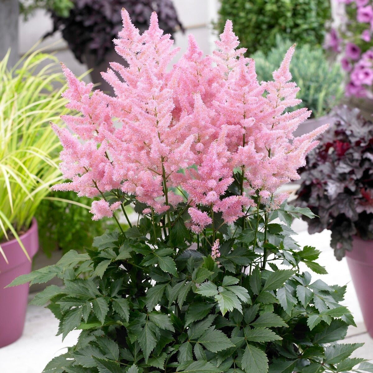 Astilbe new wave - 3 Astilbes Nouvelle vague - Astilbe