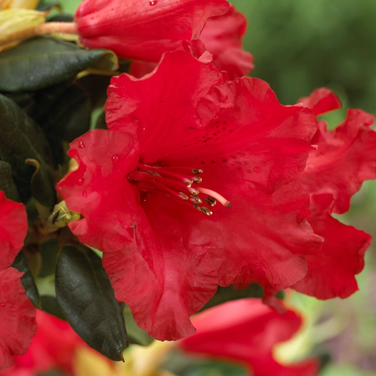 Rhododendron compact Baden Baden - Bakker