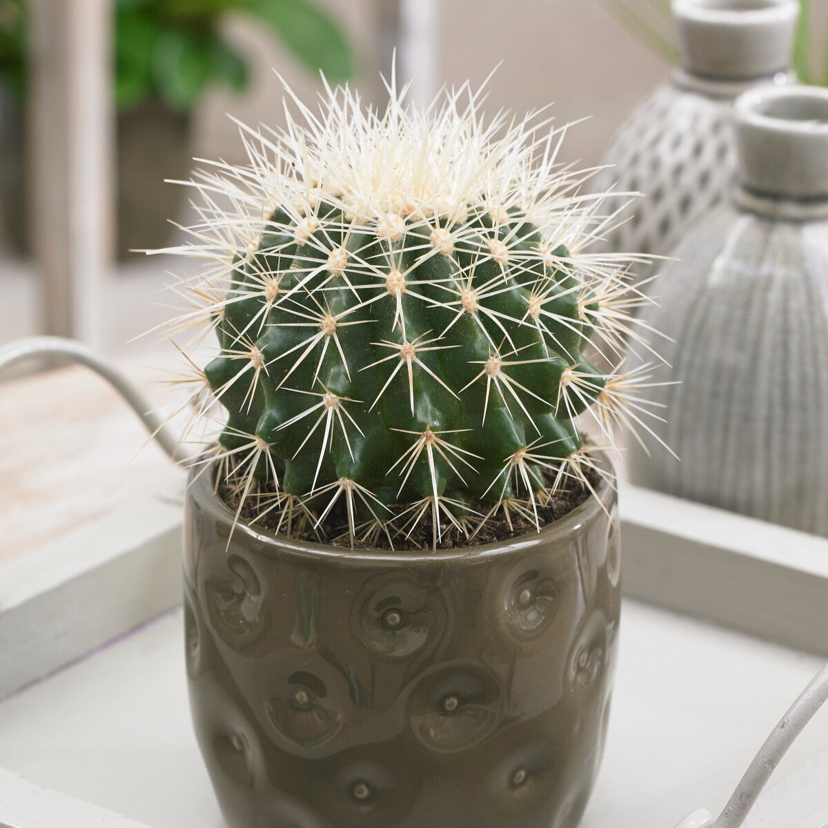 Cactus et plante grasse - Coussin de belle-mère - Cactus Echinocactus grusonii