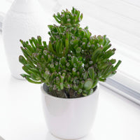 Crassula ovata hobbit - Crassula 'Hobbit' - Plantes grasses d'intérieur