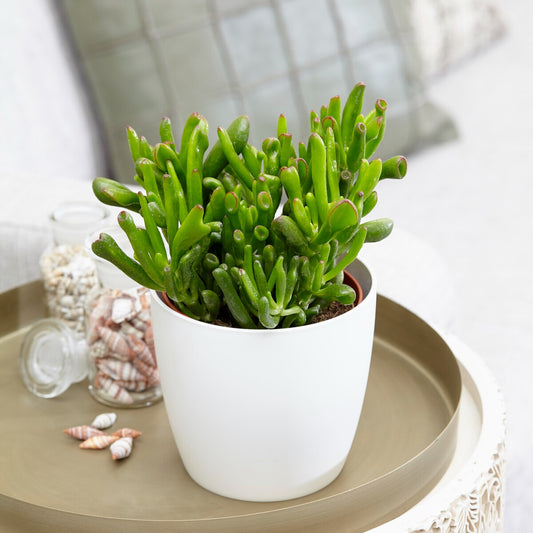 Crassula 'Hobbit' - Bakker