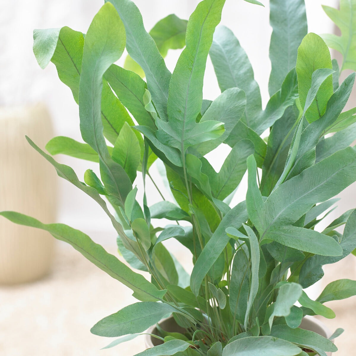 Vente Fougère 'Blue Star'