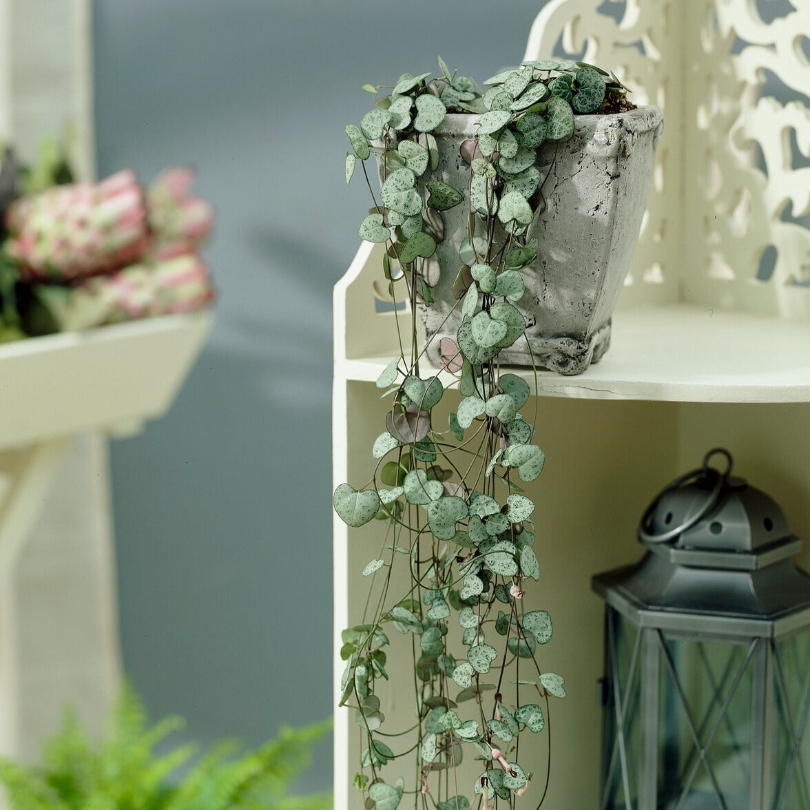 Vente Chaîne des cœurs - Ceropegia woodii