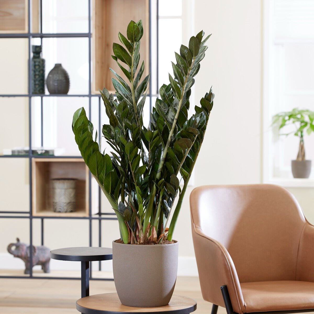 Zamioculcas - Zamioculcas zamiifolia - Bakker