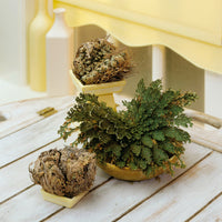 Rose de Jéricho - Selaginella lepidophylla - Bakker