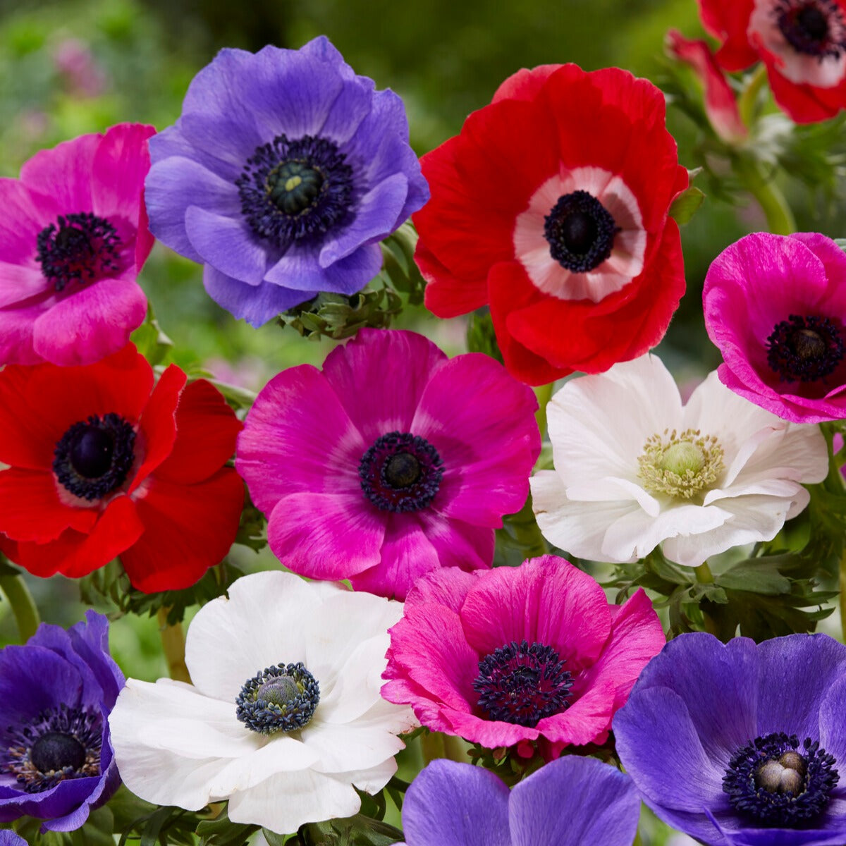 Pack de 312 bulbes - Anemone, Brodiae, Gladiolus, Sparaxis, Freesia, Acidanthera - Bakker