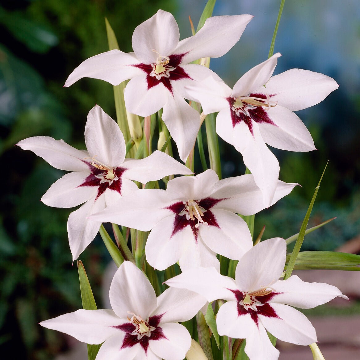 Vente Pack de 312 bulbes - Packs de bulbes de fleurs