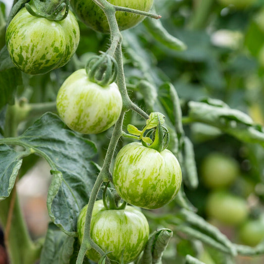 Tomate Green Zebra - Bakker