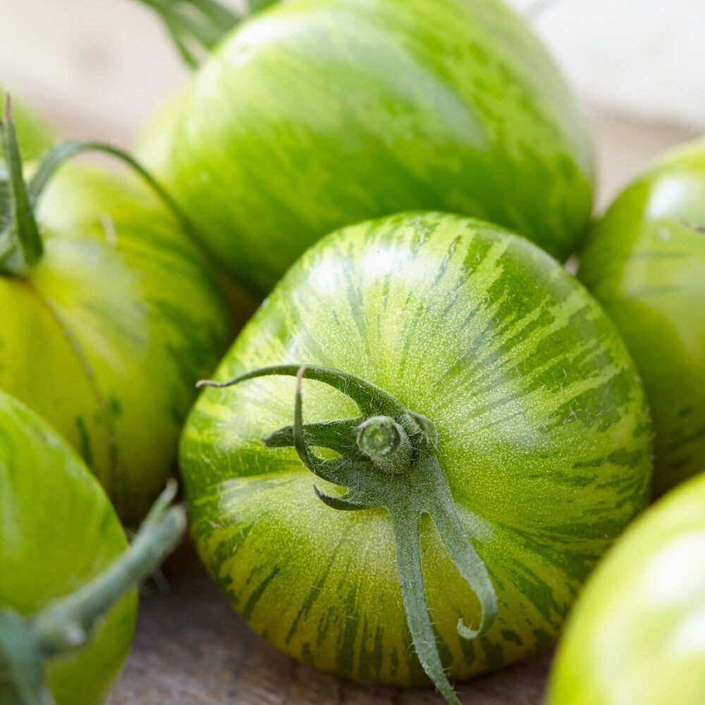 Lycopersicon lycopersicum Green Zebra - Tomate Green Zebra - Graines de tomates
