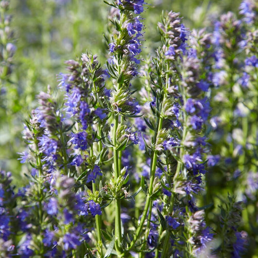Hysope Bio - Bakker