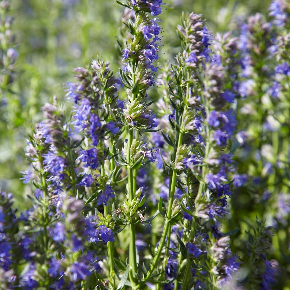 Hysope Bio - Bakker