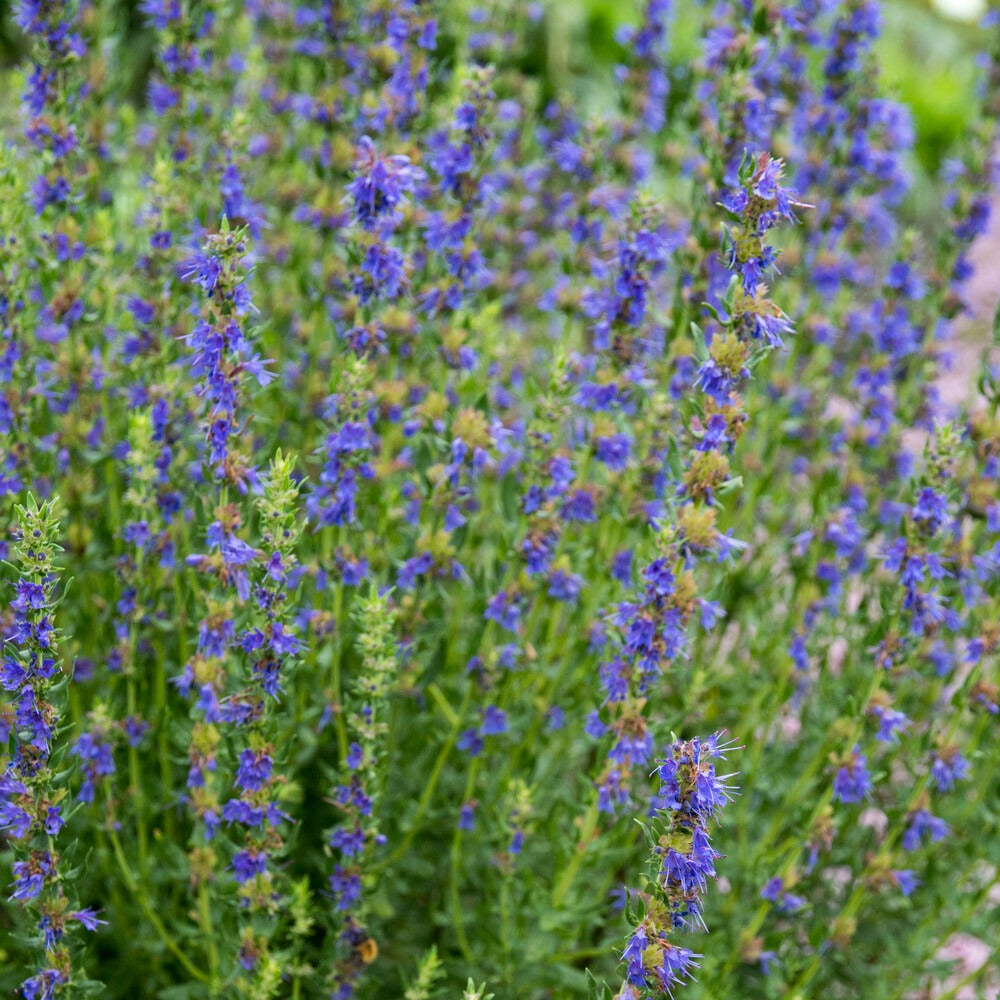 Hysope Bio - Hyssopus officinalis - Bakker