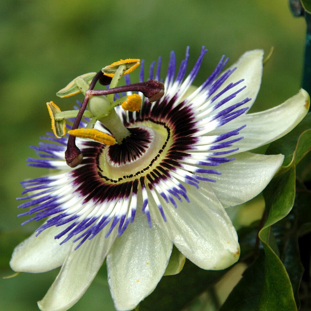 Fleur de la passion - Passiflora caerulea - Bakker
