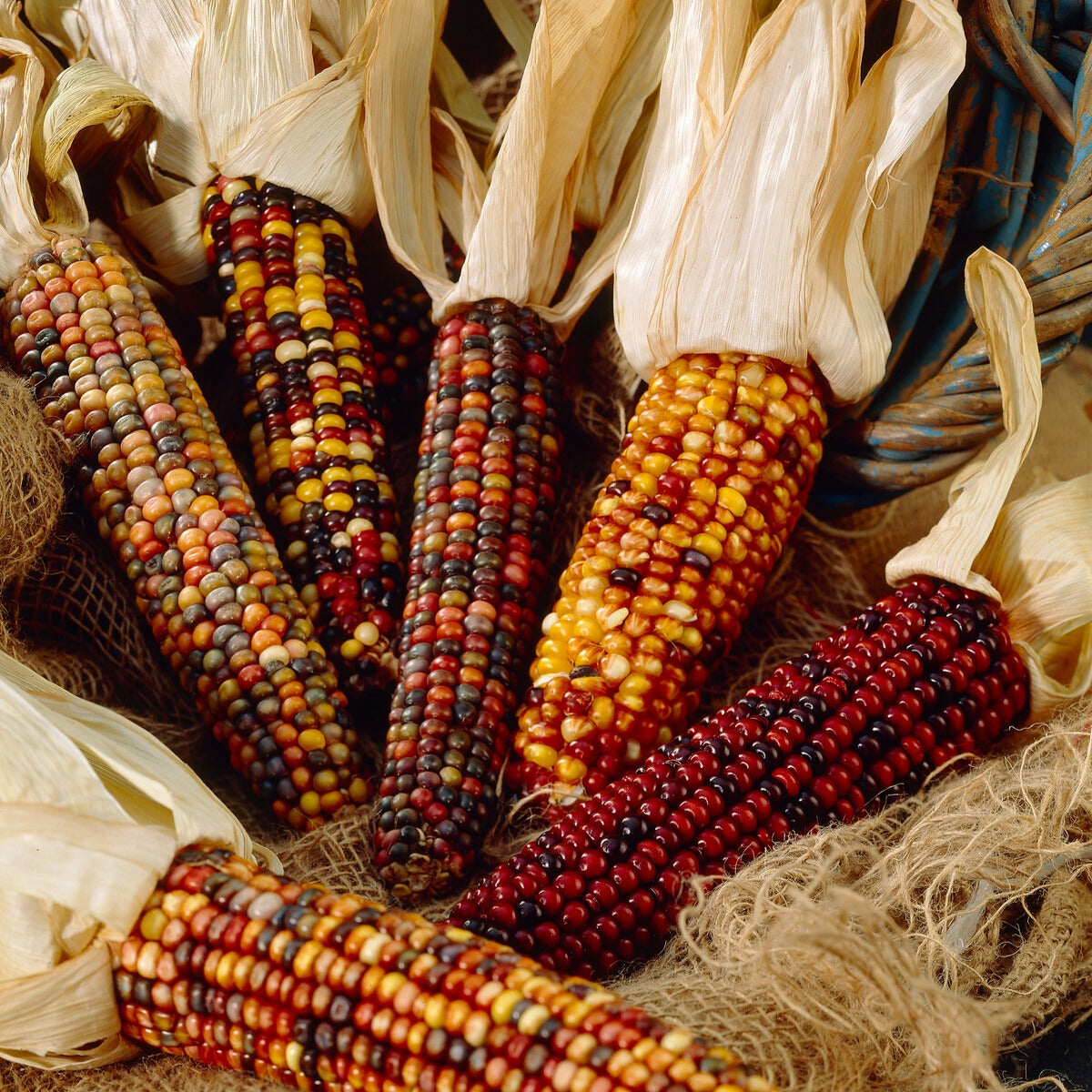 Maïs d'ornement en mélange - Zea mays japonica - Bakker