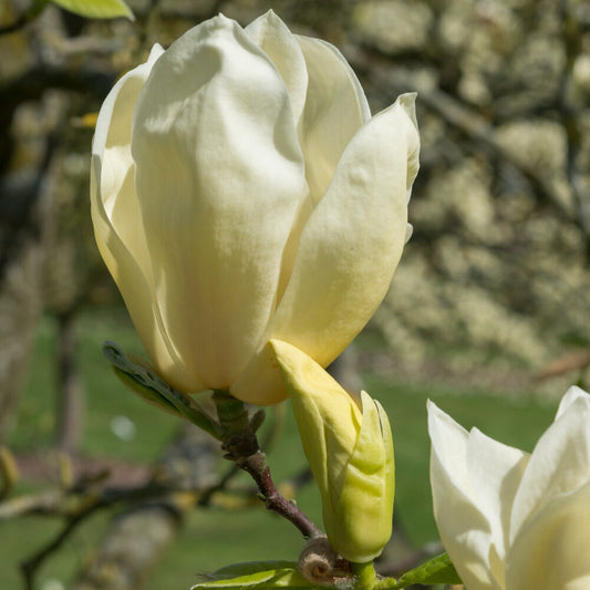 Magnolia Yellow Lantern - Bakker