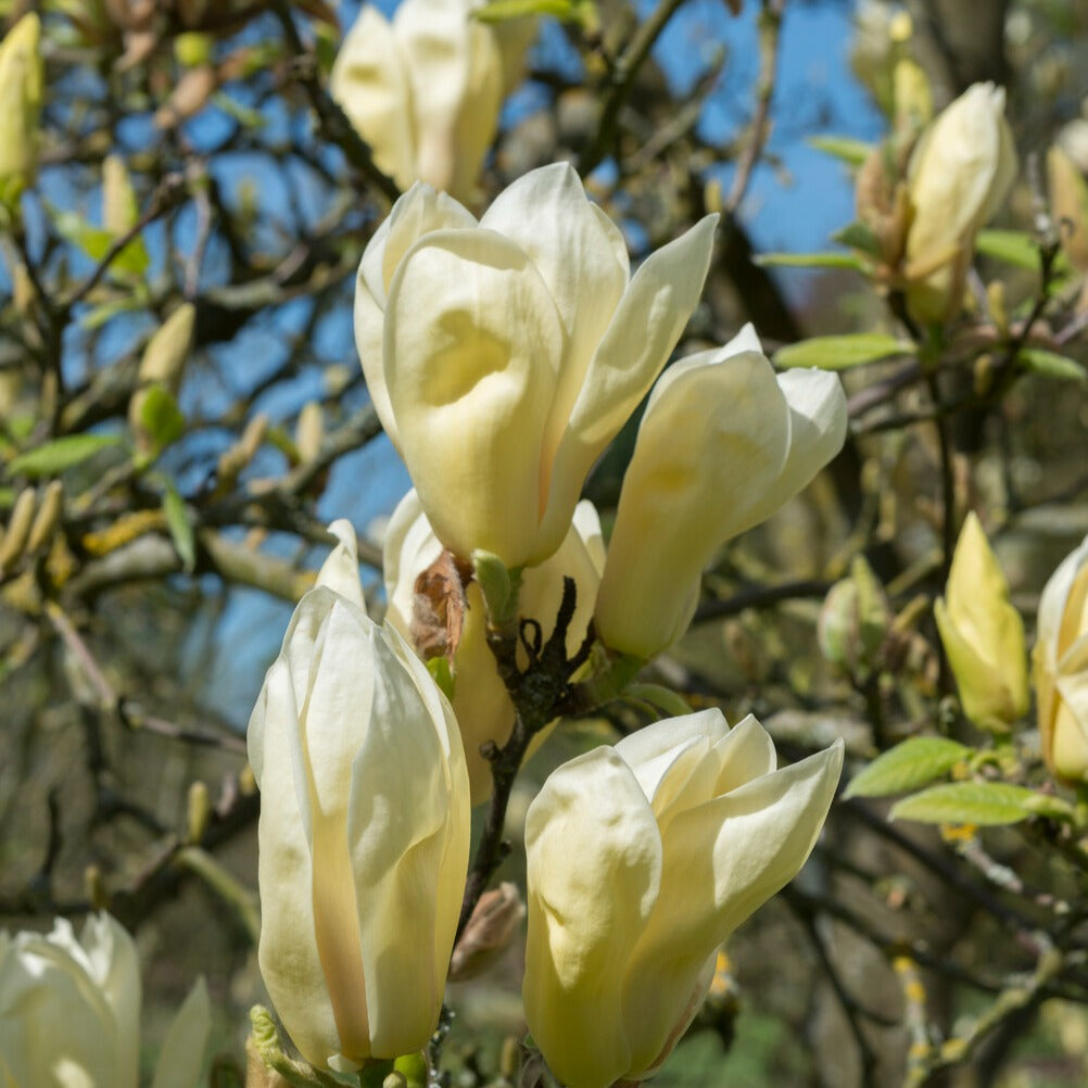 Magnolia Yellow Lantern - Magnolia Yellow Lantern - Magnolia