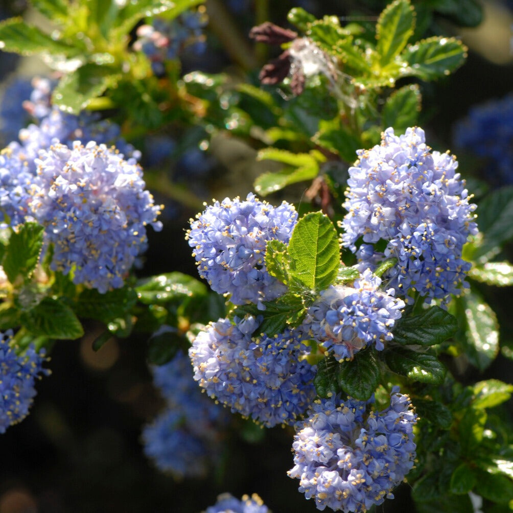 Céanothe Blue Mound sur tige - Bakker
