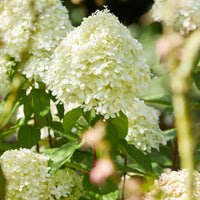 Hortensia Limelight ® sur tige - Hydrangea paniculata limelight ® - Bakker