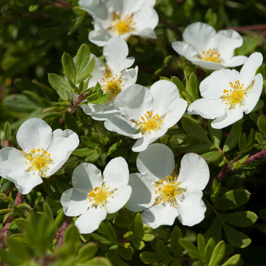 Potentille Abbotswood