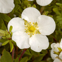 Potentille Abbotswood - Potentilla fruticosa Abbotswood - Bakker