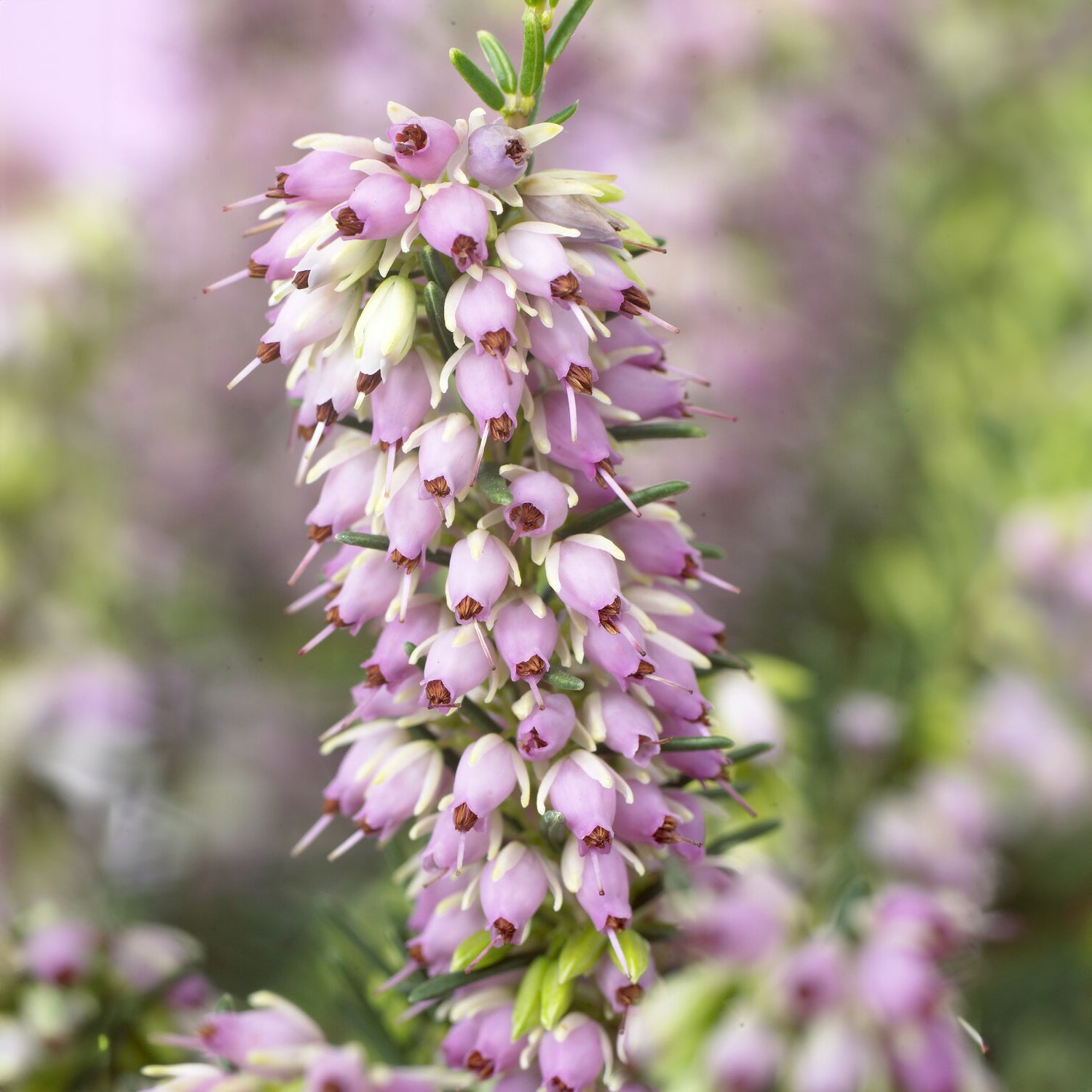 Bruyères - Bruyère d'hiver 'Darley Dale' - Erica darleyensis Darley Dale