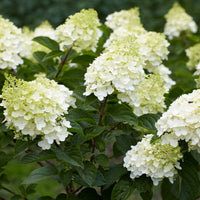 Hortensia paniculata - Hortensia paniculé 'Silver Dollar' - Hydrangea paniculata Silver Dollar