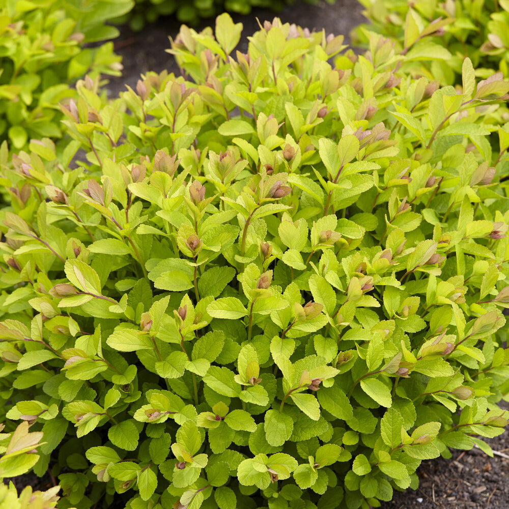 Vente Spirée à feuilles de bouleau Pink Sparkler® - Spiraea betulifolia Pink Sparkler®
