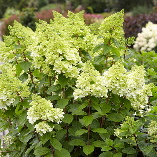 Hortensia paniculé Magical® Moonlight