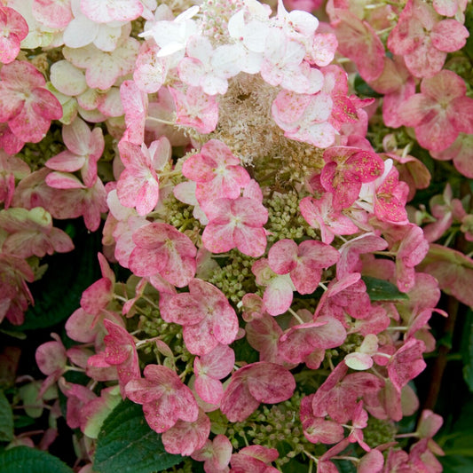 Hortensia paniculé Magical ® Fire