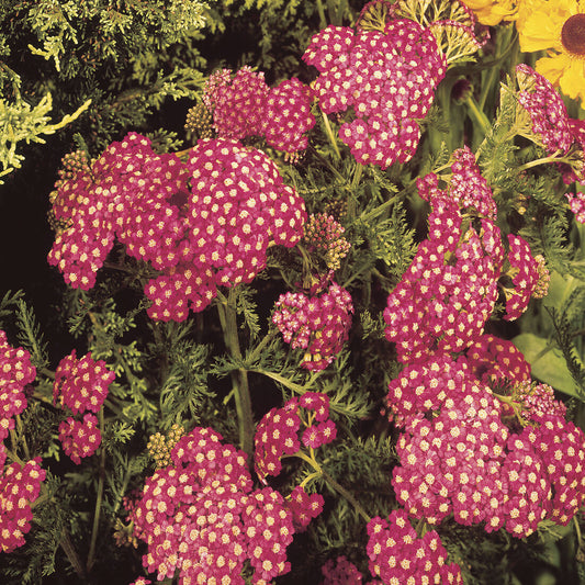 Achillée millefeuille Cerise Queen - Bakker