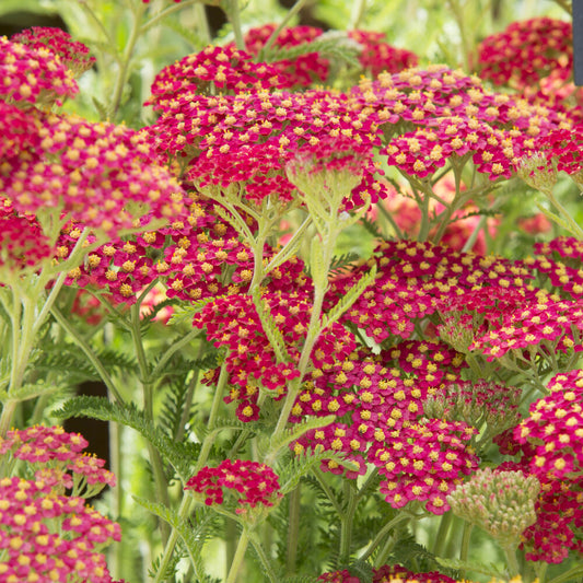 Achillée millefeuille Paprika