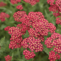 Achillée millefeuille Paprika - Achillea millefolium Paprika - Bakker