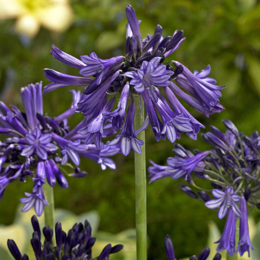 Agapanthe Black Pantha - Bakker
