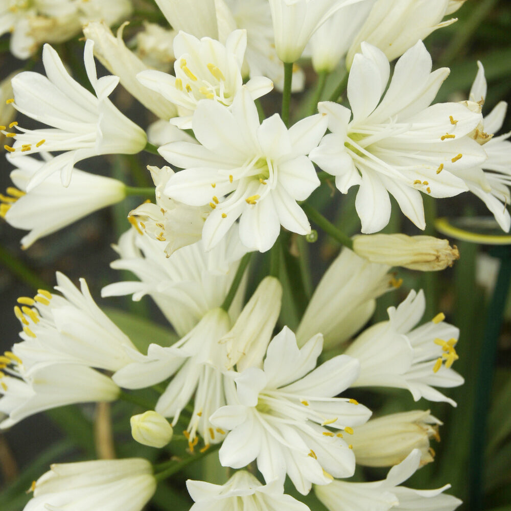 Agapanthes - Agapanthe Double Diamond - Agapanthus rfdd double diamond