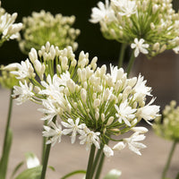Agapanthus white heaven - Agapanthe White Heaven - Vivaces fleuries
