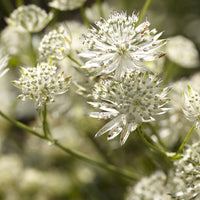 Grande astrance Star of Billion - Astrantia major Star of Billion - Bakker
