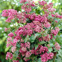 Plantes vivaces - Eupatoire chanvrine Plenum - Eupatorium cannabinum Plenum
