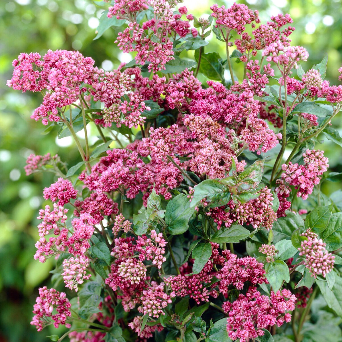Plantes vivaces - Eupatoire chanvrine Plenum - Eupatorium cannabinum Plenum