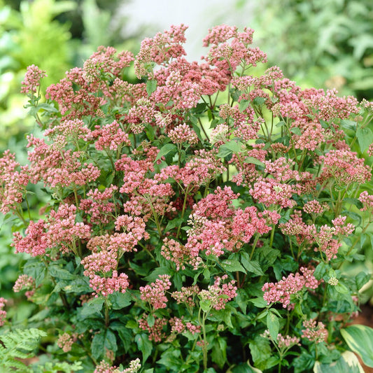 Eupatoire chanvrine Plenum - Bakker