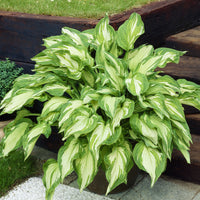 Hosta fortunei albopicta - Hosta à feuilles jaunes Albopicta - Plantes vivaces