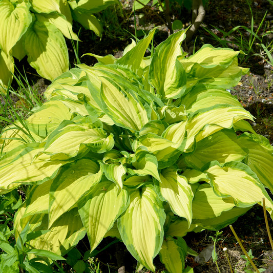 Hosta à feuilles jaunes Albopicta - Bakker
