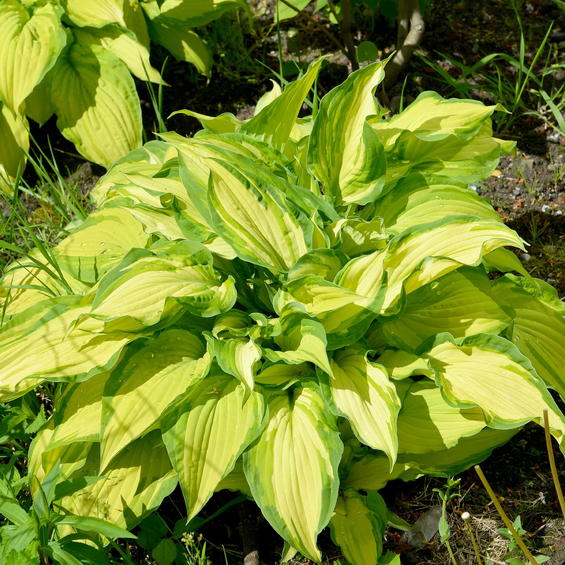 Hosta fortunei albopicta