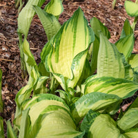 Hosta à feuilles jaunes Albopicta - Hosta fortunei albopicta - Bakker