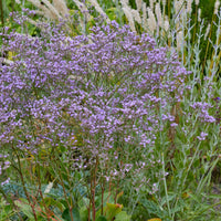 Statice vivace - Limonium gerberi - Bakker